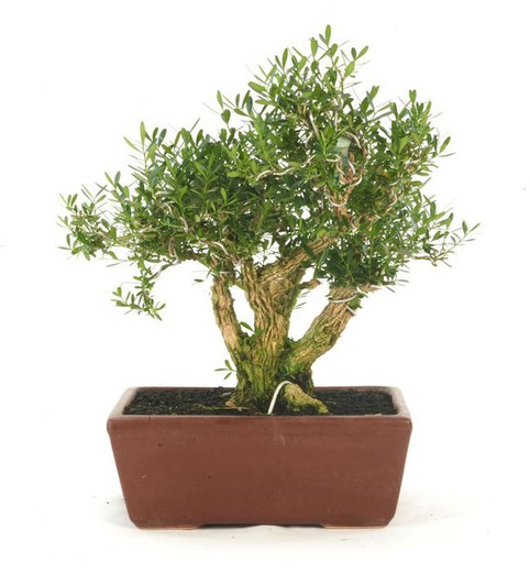 Bonsai Buxus