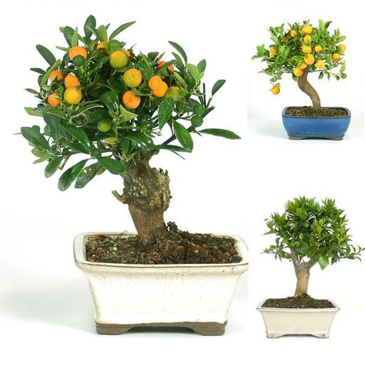 Bonsai di agrumi