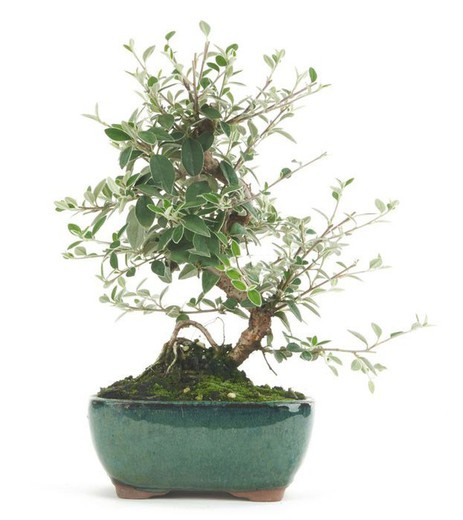 Bonsai Cotoneaster