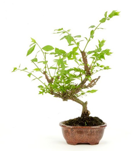 Bonsai Euonymus