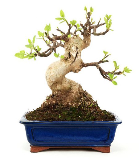 Bonsai Ficus