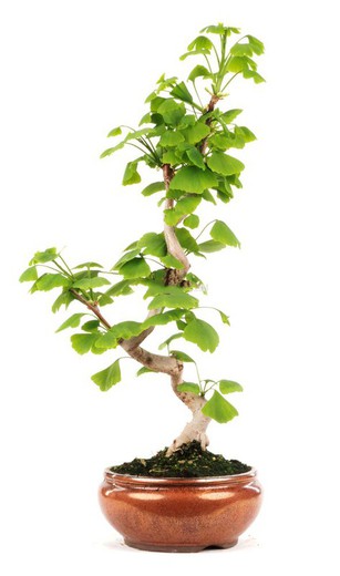 Bonsai di ginkgo