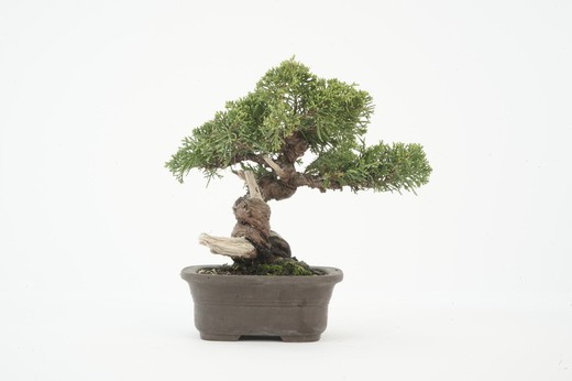 Bonsai Juniperus