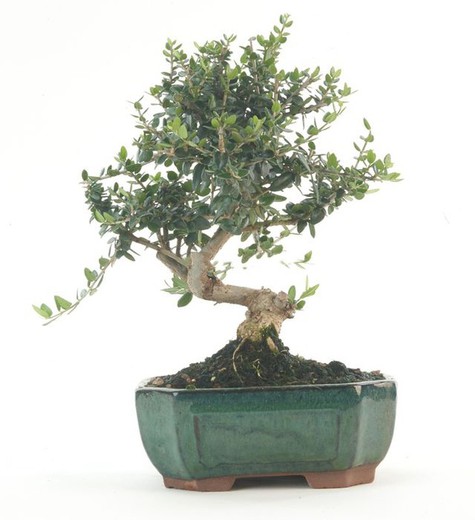 Bonsai Olive. Olea europaea