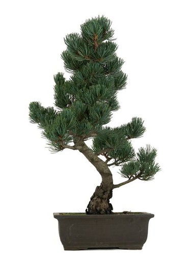 Bonsái Pinus