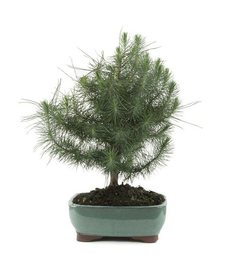 Bonsai Pinus