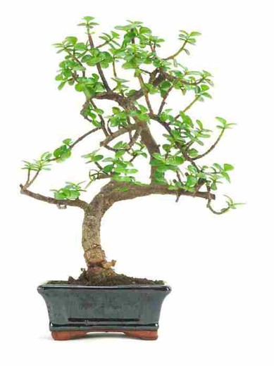 Bonsaï Portulacaria. Arbre d'abondance