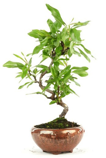 Bonsai Prunus