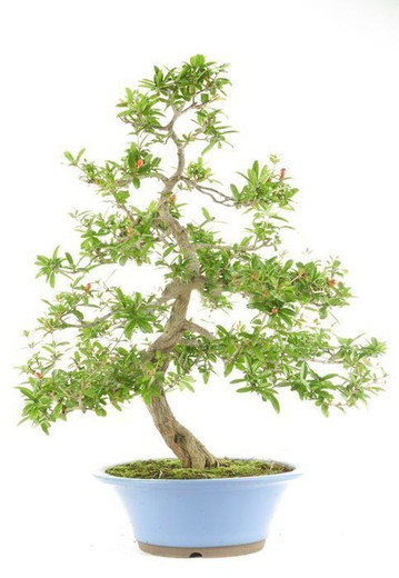 Bonsai Punica granatum. Romã