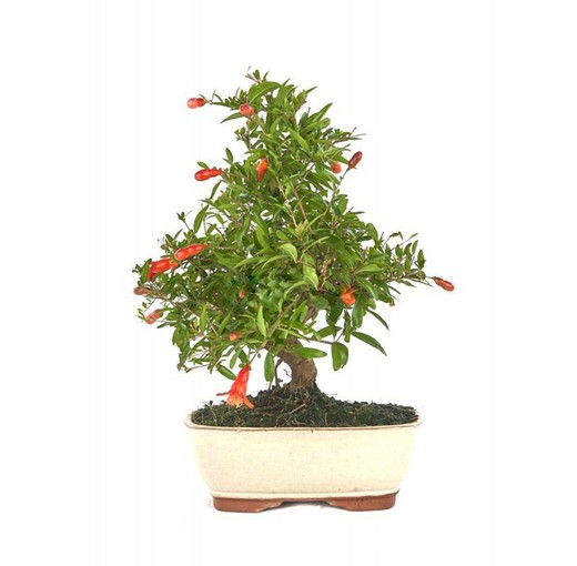 Bonsai Punica granatum. Granatapfel