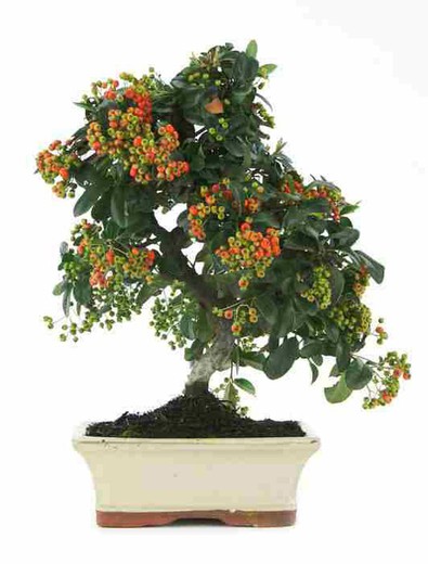 Pyracantha bonsai. Fire thorn