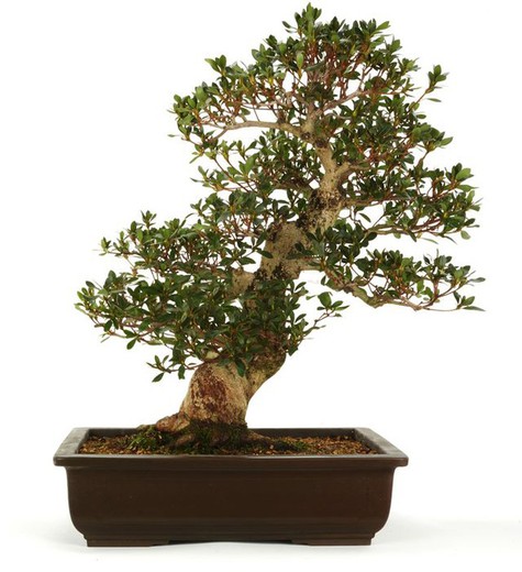 Bonsai-Rhododendron. Azalee