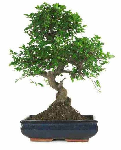 Bonsai Zelkova Chinese Elm (Ulmus parvifolia) — jardineriadelvalles