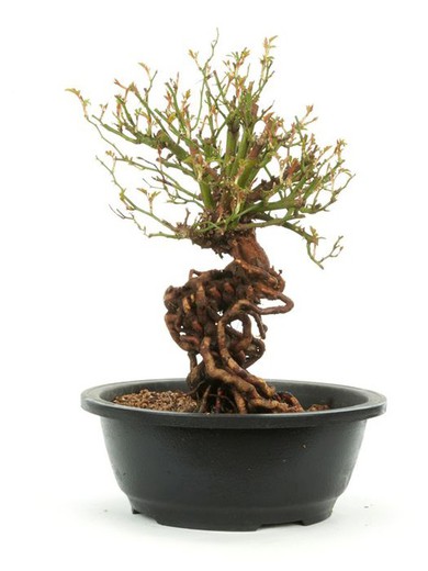 Bonsai Pink