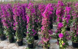 Bouganvillea sanderiana