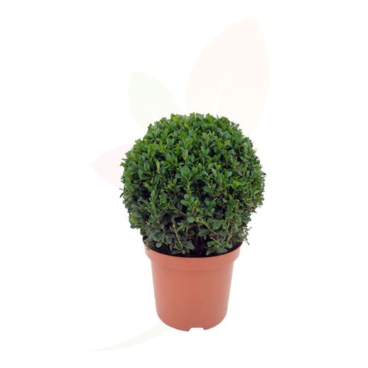 Buxus Sempervirens Bola 40/60 H