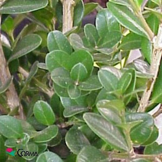 Buxus microphylla 'faulkner'