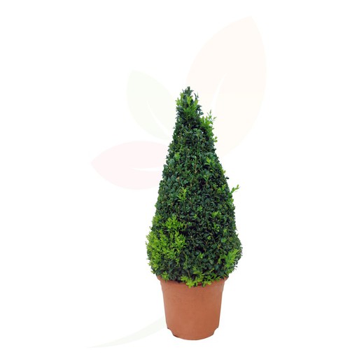 Pirâmide buxus