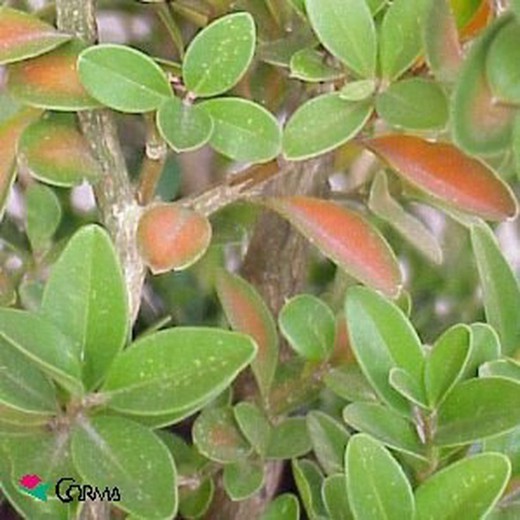 Buxus sempervirens