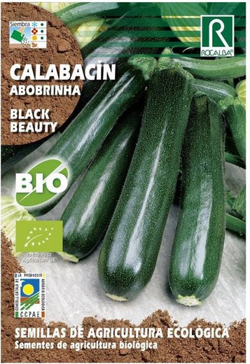 ECO black beauty courgettes