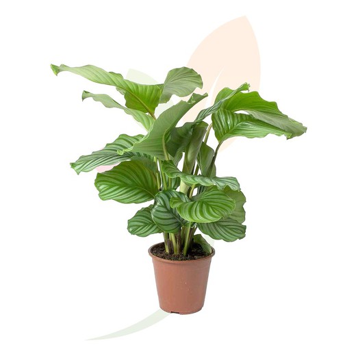 Calathea orbifolia. Pianta della casa