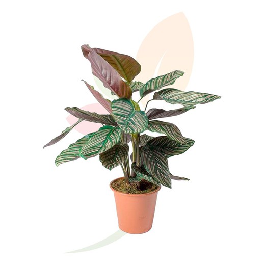 Calathea sanderiana. Houseplant