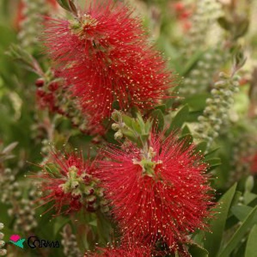 Callistemon laevis