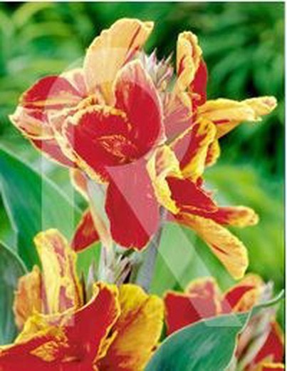 Canna Luzifer