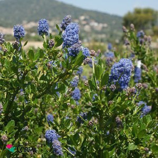 'Alouette des champs' thyrsiflorus Ceanothus Pot 5L