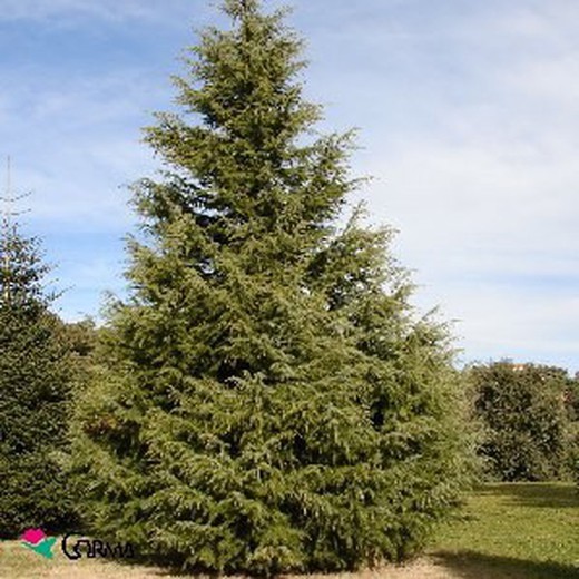 Cedrus deodara