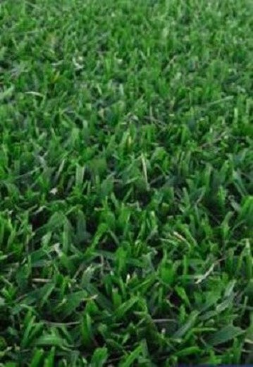 Resistant grass compact by Zulueta