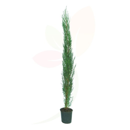 Common or Mediterranean cypress -Cupressus sempervirens