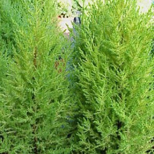 Ciprés Cupressus Macrocarpa Goldcrest — Jardineriadelvalles 