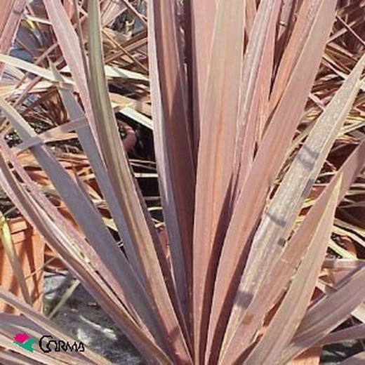 Cordyline australis 'Red Star' pot de 13