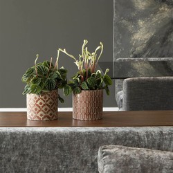 Coprivaso per cactus in ceramica Madison