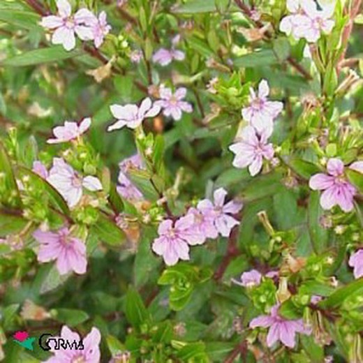 Cuphea hyssopifolia