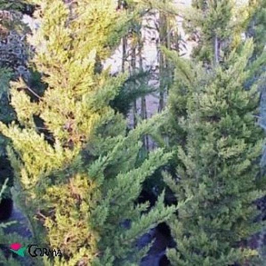 Cupressus macrocarpa 'lutea'