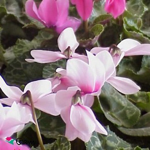 Cyclamen Persicum