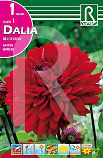 Decorative dahlia garden wonder