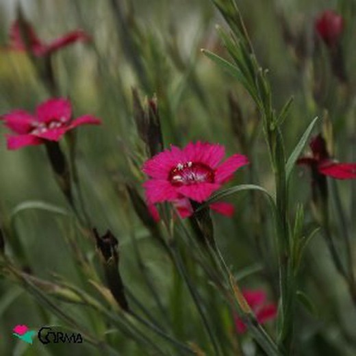 Dianthus deltoides 'leuchtfunk'