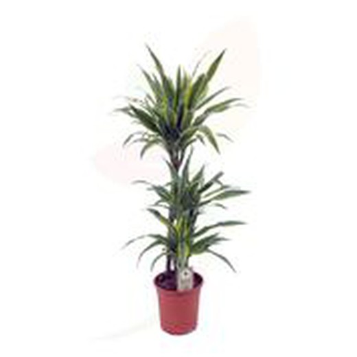 Dracaena lemon lime