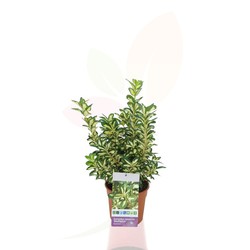 Compra plantas de tuya esmeralda en Plantamus®. Consigue Portes