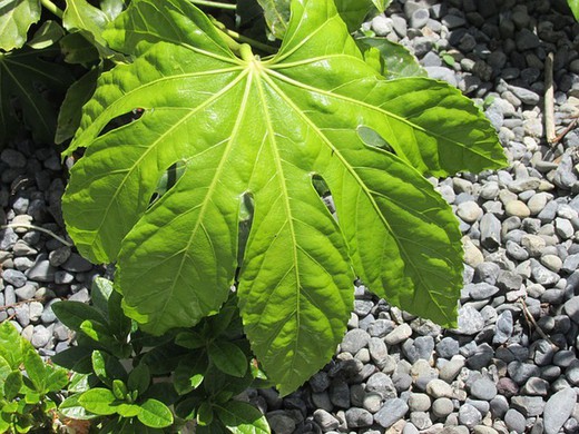 Planta de interior Aralia del Japon o Fatsia japonica