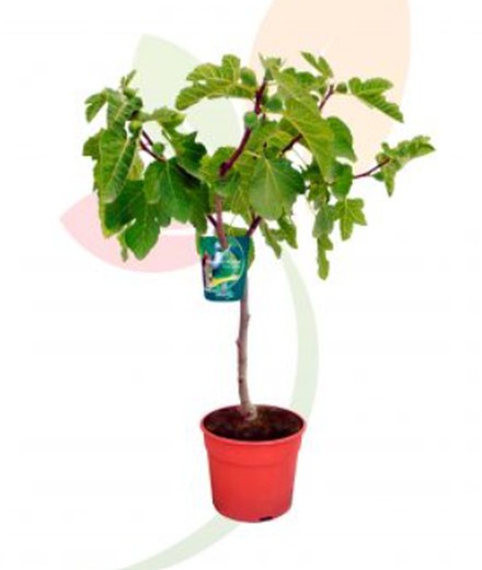 FICUS CARICA WHITE FIG TREE