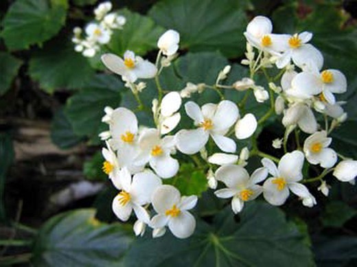 Flor begonia blanca