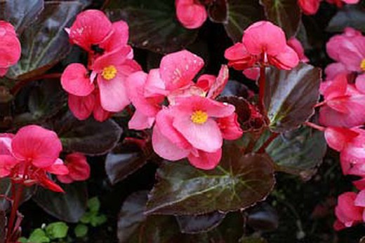 Edible red begonia flower