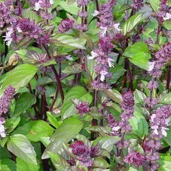 Edible basil flower jardineriadelvalles