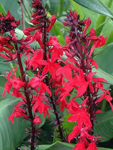 Edible flower of purple lobelia