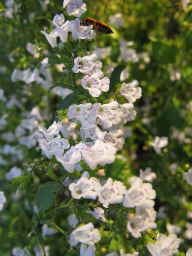 Fiore di menta commestibile