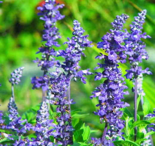 Fiore salvia commestibile